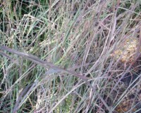 andropogon capillipes 10-10br.jpg